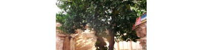 090. குடந்தைக் கீழக்கோட்டம்